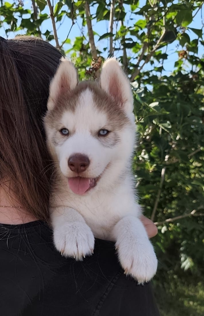 D'Amarok Shadow - Chiots disponibles - Siberian Husky