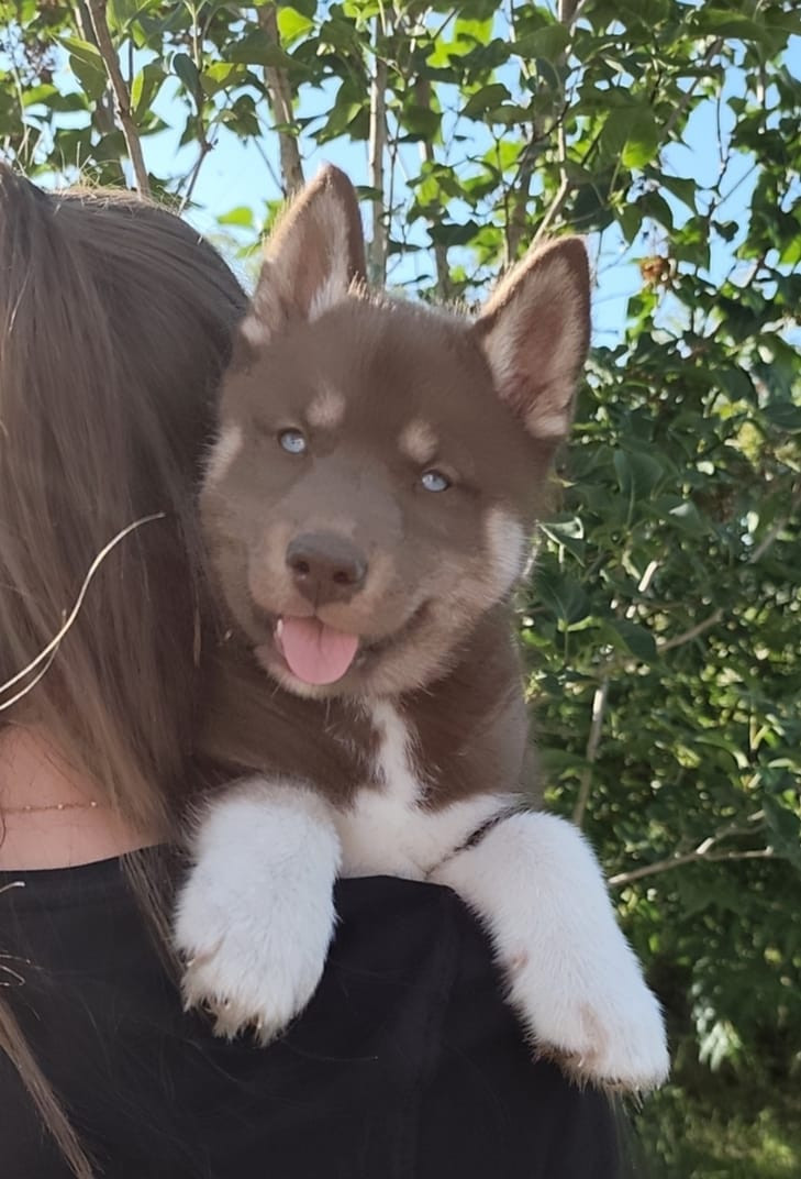 D'Amarok Shadow - Chiots disponibles - Siberian Husky