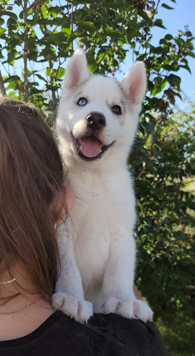 D'Amarok Shadow - Chiots disponibles - Siberian Husky
