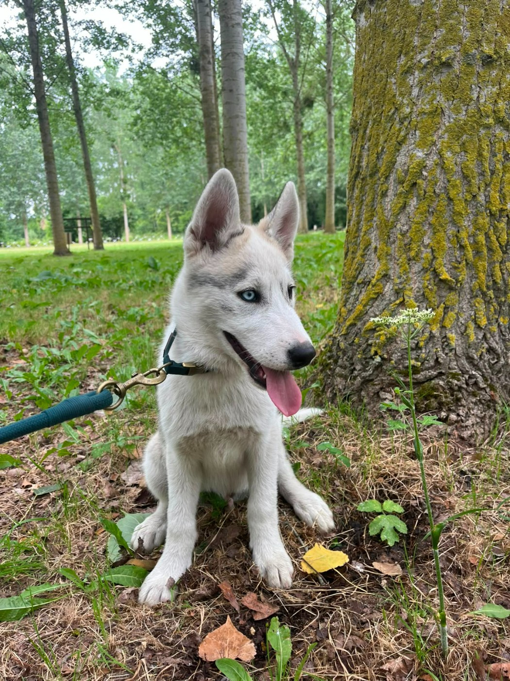 D'Amarok Shadow - Chiots disponibles - Siberian Husky