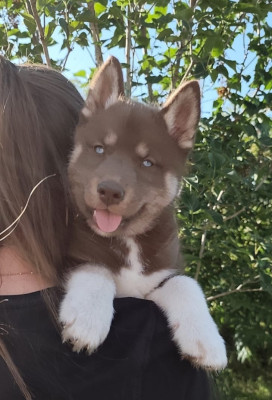 Chiot N°2