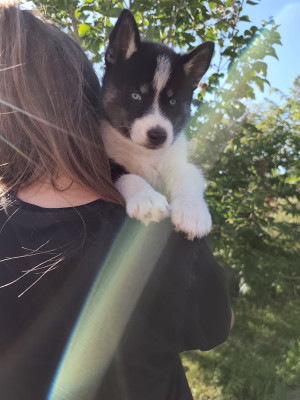 Bella